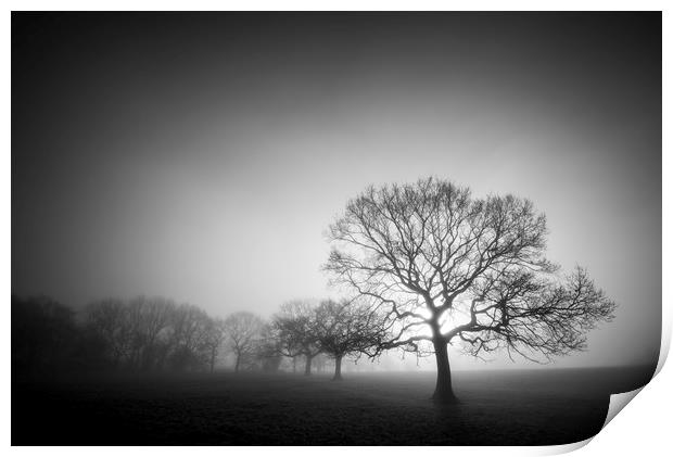 English Oaks in morning mist Print by Andrew Kearton