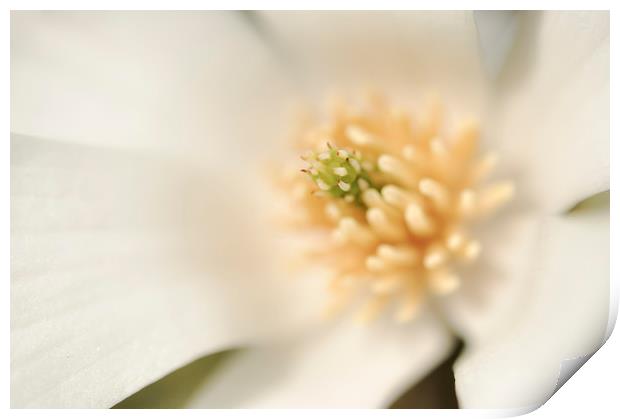 Creamy white Magnolia Print by Andrew Kearton