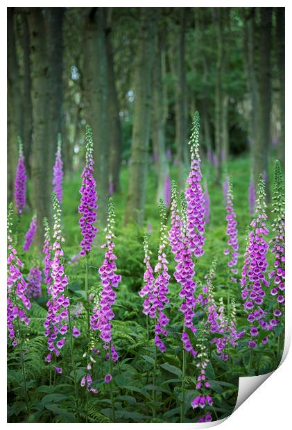 Summer Foxgloves in the woods Print by Andrew Kearton