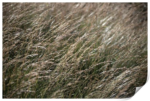 Fine moorland grasses Print by Andrew Kearton