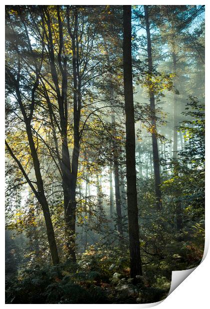 Enchanted forest Print by Andrew Kearton