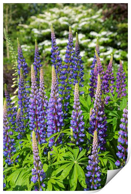Blue Lupins in a summer garden Print by Andrew Kearton