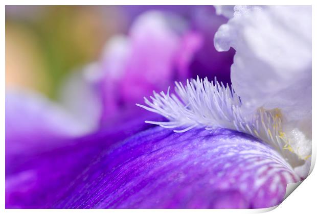Purple bearded Iris Print by Andrew Kearton