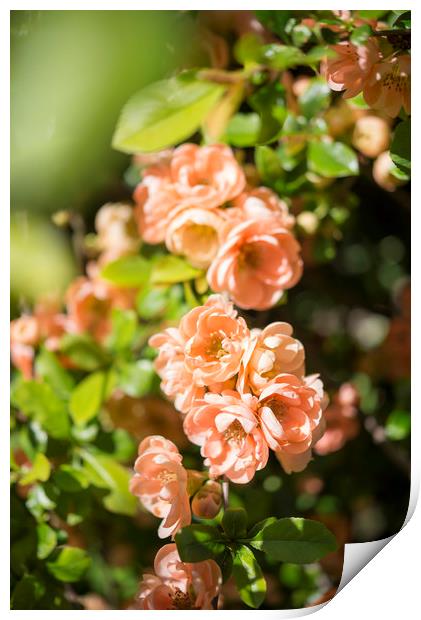 Peachy spring blossoms Print by Andrew Kearton