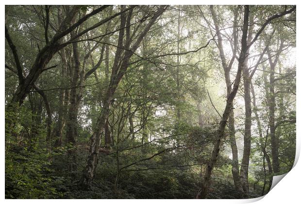 Soft morning light in the woods Print by Andrew Kearton