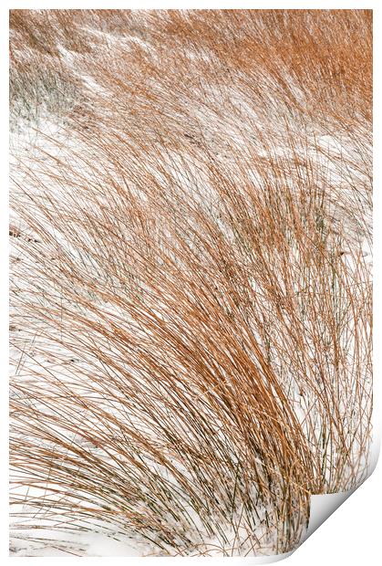 Reeds in the snow Print by Andrew Kearton