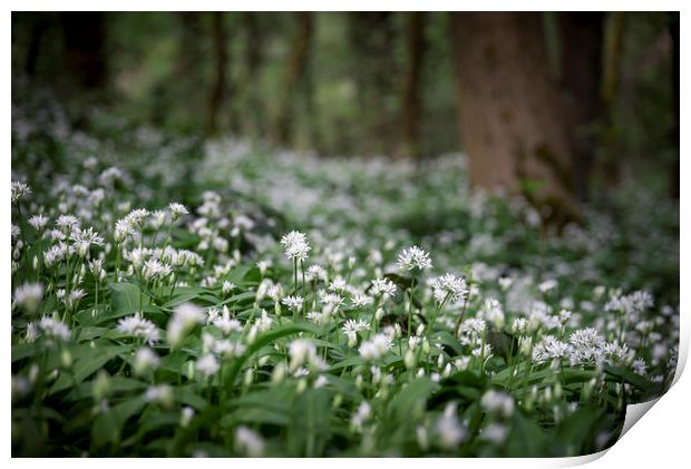 Ramsons in a spring wood Print by Andrew Kearton