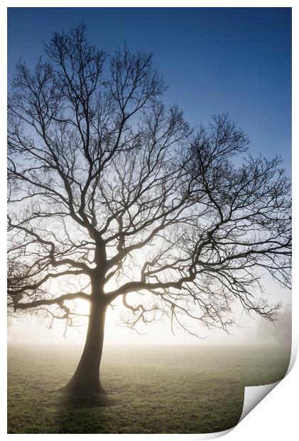 English Oak in morning mist Print by Andrew Kearton
