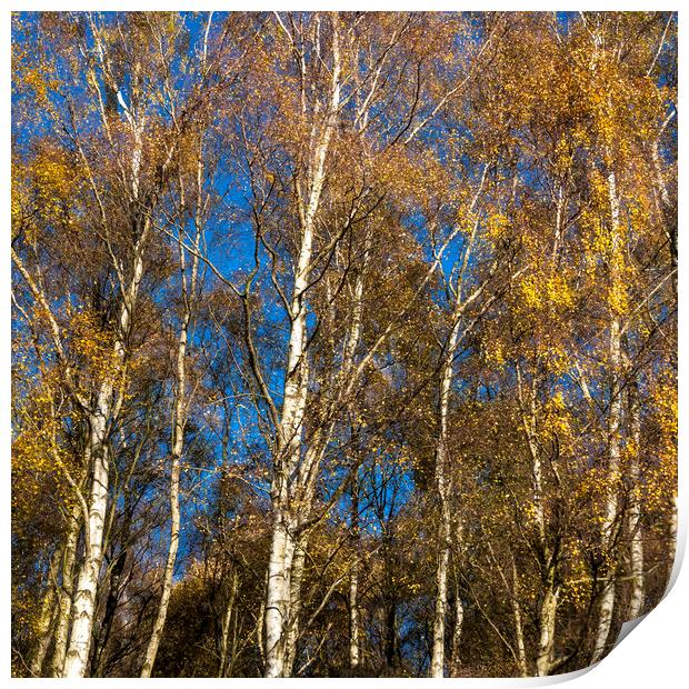 Blue sky, gold leaves Print by Andrew Kearton