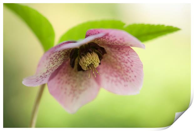 Spring Hellebore Print by Andrew Kearton