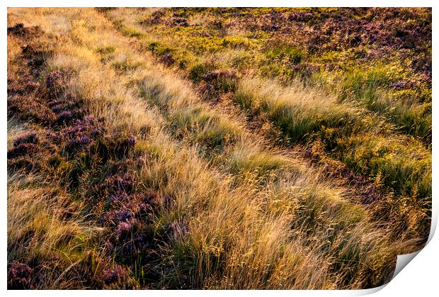 Summer light on a moorland hillside Print by Andrew Kearton
