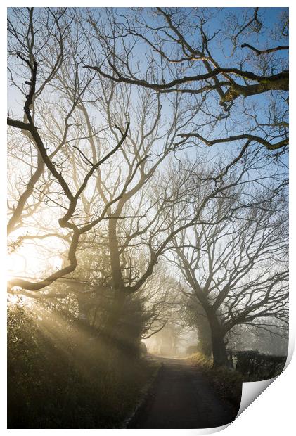Sunbeams on the lane Print by Andrew Kearton