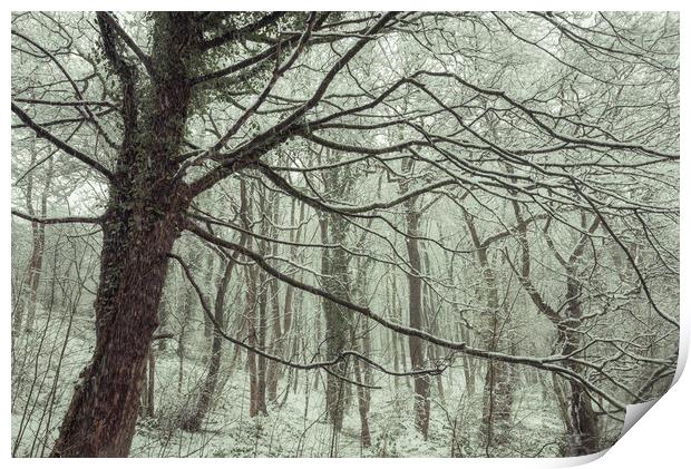 Snow falling in the woods Print by Andrew Kearton