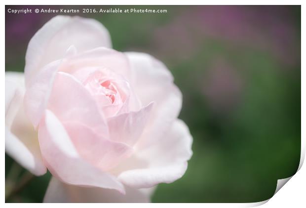 Dreamy pink rose Print by Andrew Kearton
