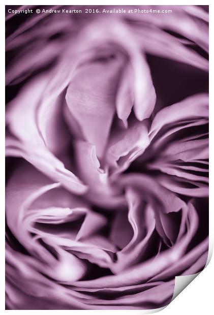 Rose petals Print by Andrew Kearton