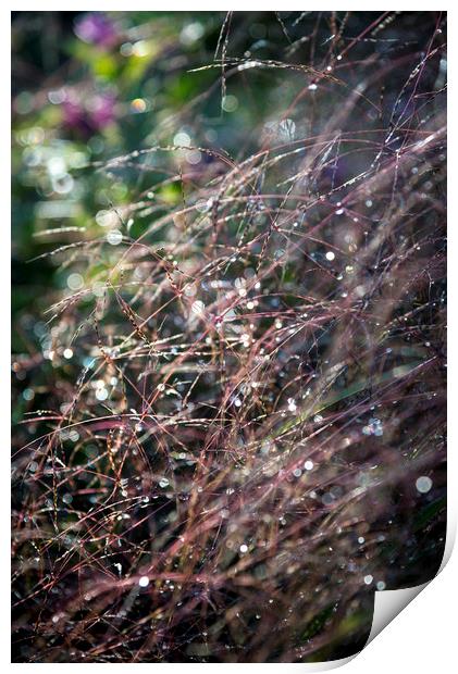 Sparkly summer grasses Print by Andrew Kearton