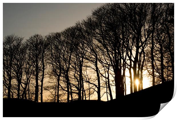 Sun between the trees Print by Andrew Kearton