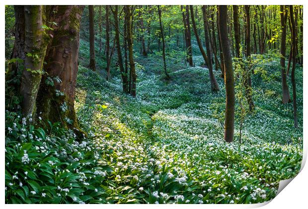Woodland full of white wild garlic flowers Print by Andrew Kearton