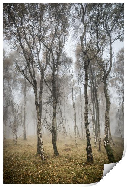 Silver Birch trees in misty autumn woodland Print by Andrew Kearton