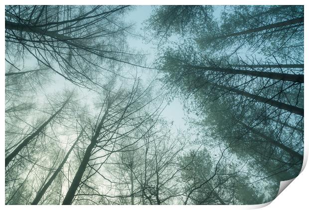 Forest trees on a misty morning Print by Andrew Kearton