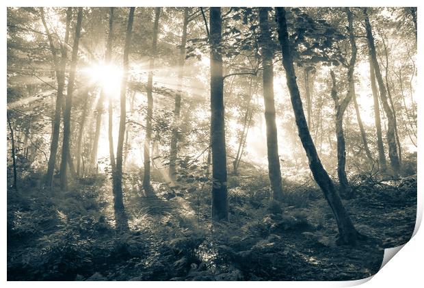 Sunbeams in a misty English woodland Print by Andrew Kearton