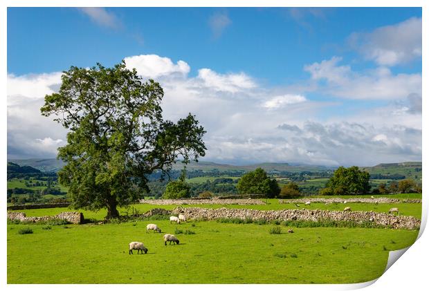 Sheep grazing in Wensleydale, North Yorkshire Print by Andrew Kearton