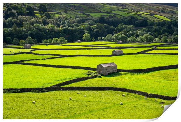 Fields and stone barns in Swaledale, North Yorkshire Print by Andrew Kearton