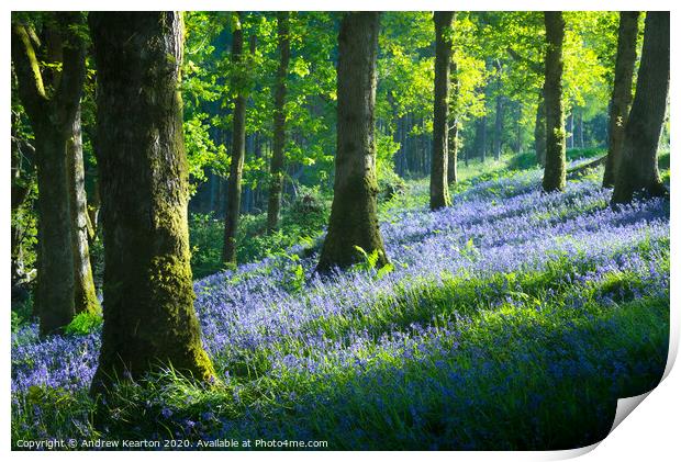 Bluebell woodland in Snowdonia Print by Andrew Kearton