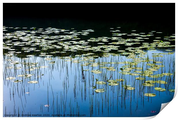 Water lilies in a welsh lake Print by Andrew Kearton
