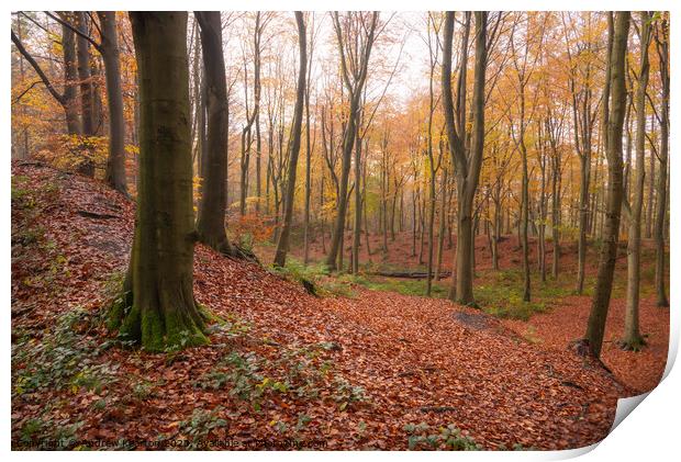 Autumn in Erncroft Woods, Etherow country park Print by Andrew Kearton