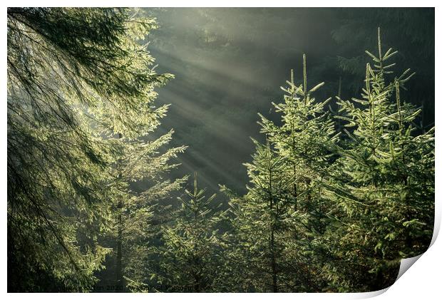 Morning sunbeams in the forest Print by Andrew Kearton