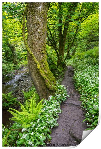 Spring woodland path at Aberfforest, Pembrokeshire Print by Andrew Kearton