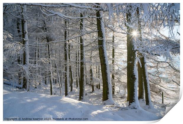 Sunlight in a snow covered forest, Tintwistle, Glossop, Derbyshire Print by Andrew Kearton
