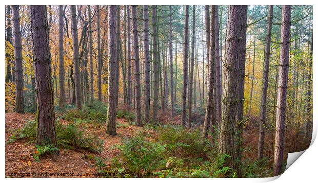 Pine forest in autumn, Erncroft woods, Compstall Print by Andrew Kearton