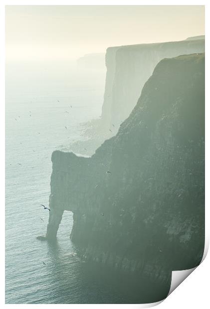 Gannets at Bempton Cliffs, North Yorkshire Print by Andrew Kearton