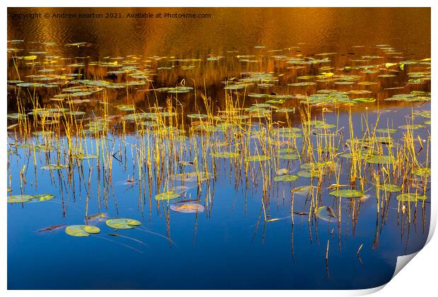 Water lilies in a Welsh lake Print by Andrew Kearton