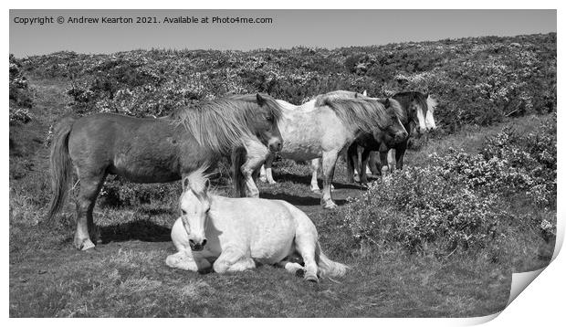 Snoozy ponies on clifftops in Pembrokeshire Print by Andrew Kearton