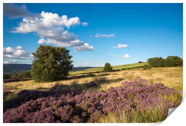 Heather on Coombes Edge, Charlesworth, Derbyshire Print by Andrew Kearton