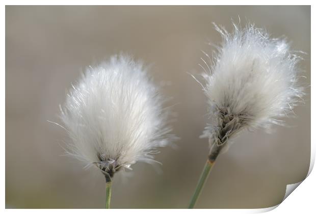 Common Cotton Grass Print by John Malley