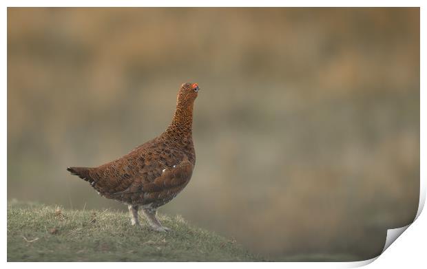 The Red Grouse Print by John Malley
