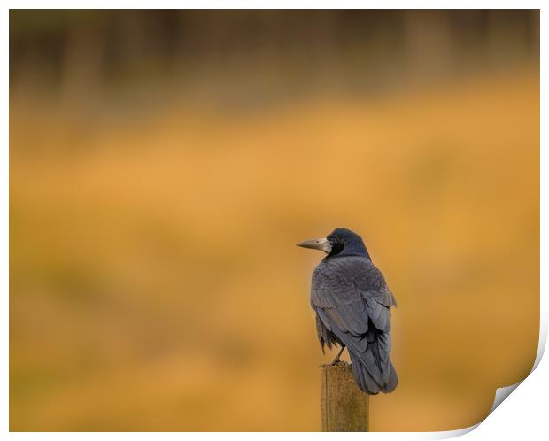 Perched on a Pole Print by John Malley
