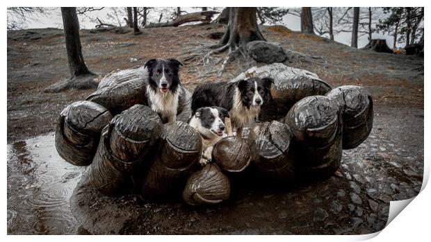 A 'Handful' of Collies! Print by John Malley