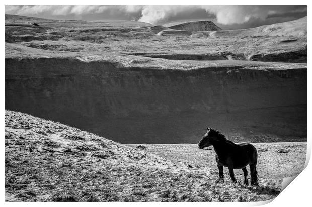 Cumbrian Fell Pony Print by John Malley