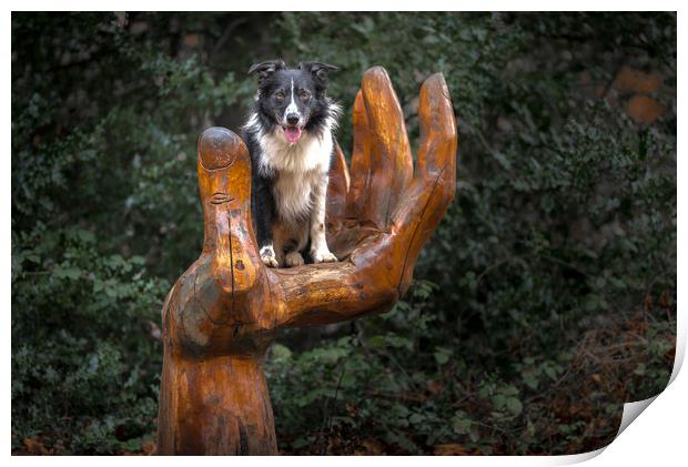 A Collie Handful Print by John Malley