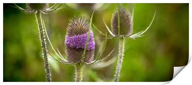 The Teasel Print by John Malley