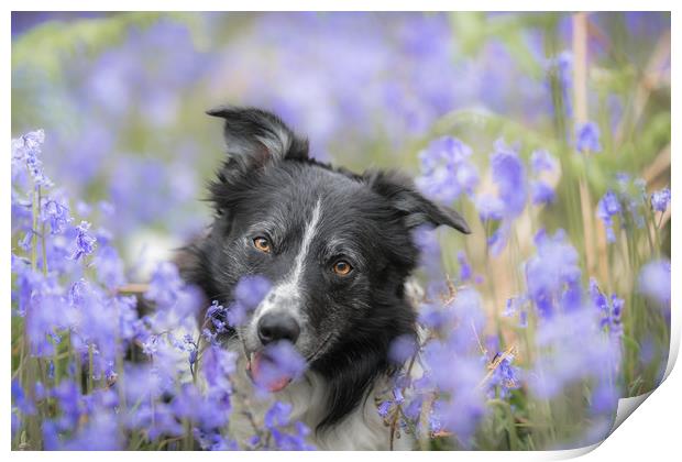 In the Bluebells Print by John Malley