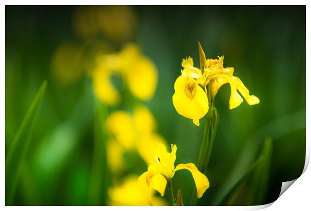 Yellow Flag iris Print by John Malley
