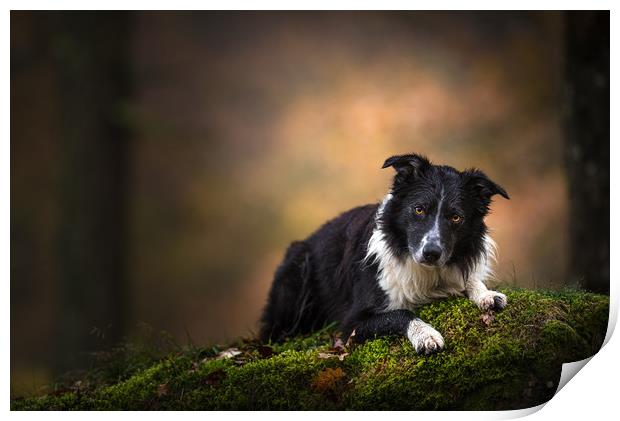Paddy the Border Collie Print by John Malley