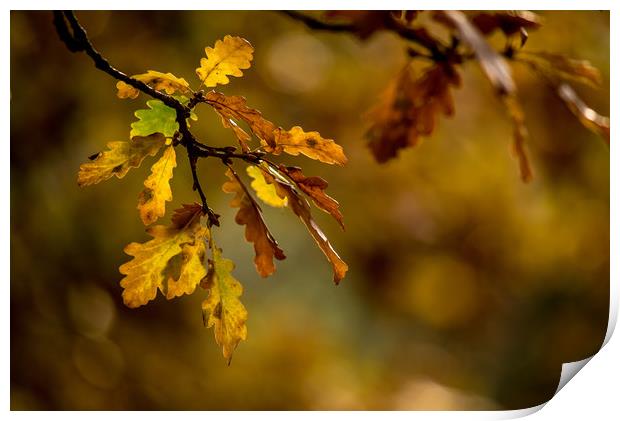 Autumn Oak Print by John Malley