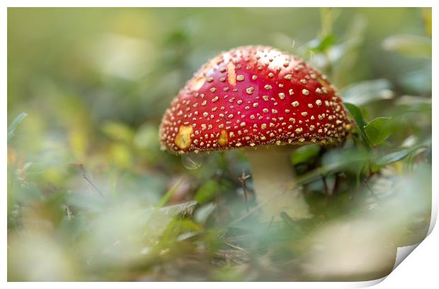 The Fly Agaric Print by John Malley